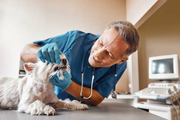Best Emergency Root Canal Treatment in Stamps, AR
